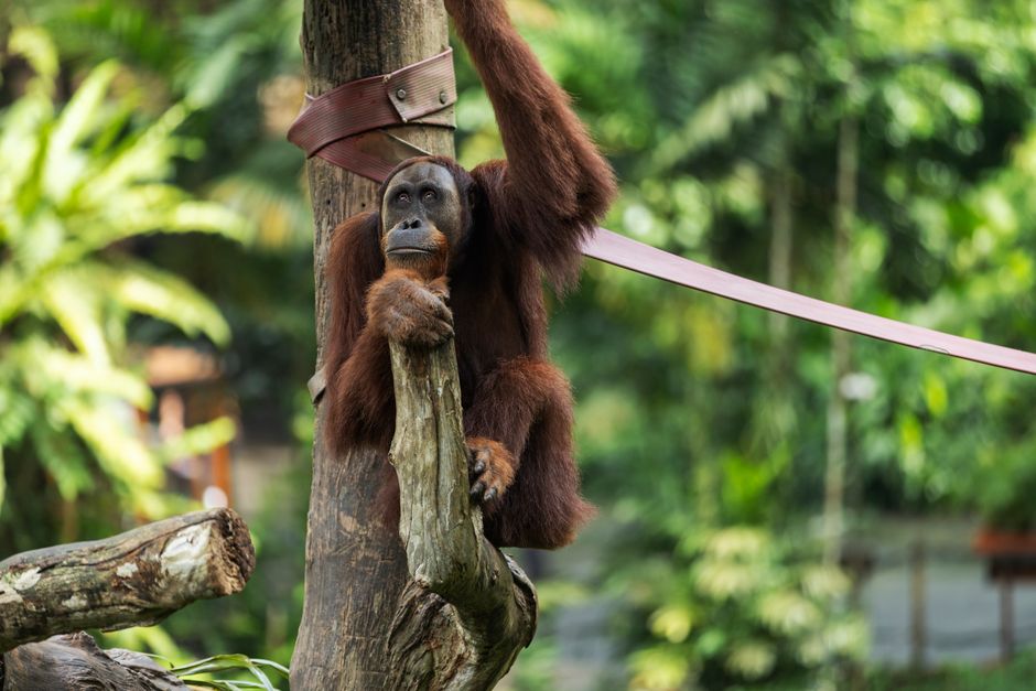 A Bornean orangutan relaxing on a branch in a lush green jungle setting, showcasing its natural habitat.